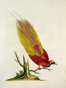 Paon doré